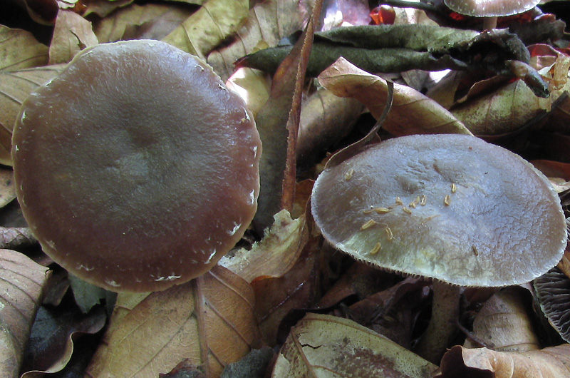 Fungo di cui non so nemmeno il genere (Psilocybe sp.?)